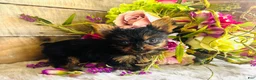 Yorkshire Terrier dogs for sale: Roxie - Ad 6