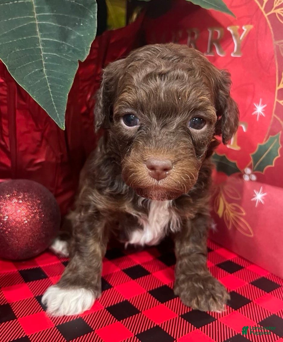 Mixed Breed dogs Cooper - Mini Whoodle - Ad 12