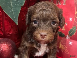 Mixed Breed dogs Cooper - Mini Whoodle - Ad 22