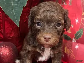 Mixed Breed dogs Cooper - Mini Whoodle - Ad 12