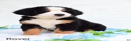 Bernese Mountain Dog dogs for sale: Rover - Ad 4