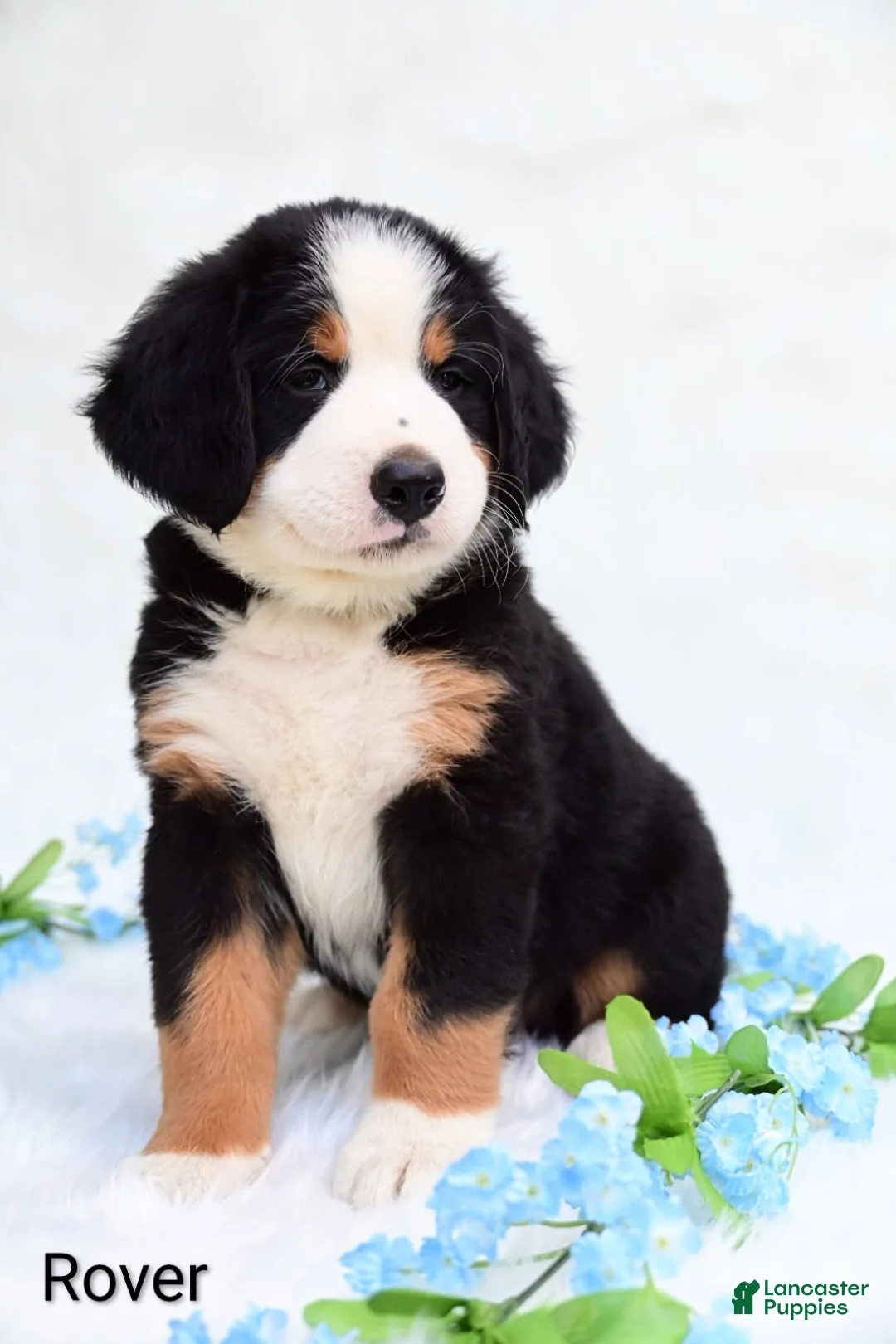 Bernese Mountain Dog dogs for sale: Rover - Ad 4