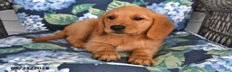 Golden Retriever dogs for sale: Peaches - Ad 4