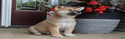 Shiba Inu dogs for sale: Henry - Ad 1