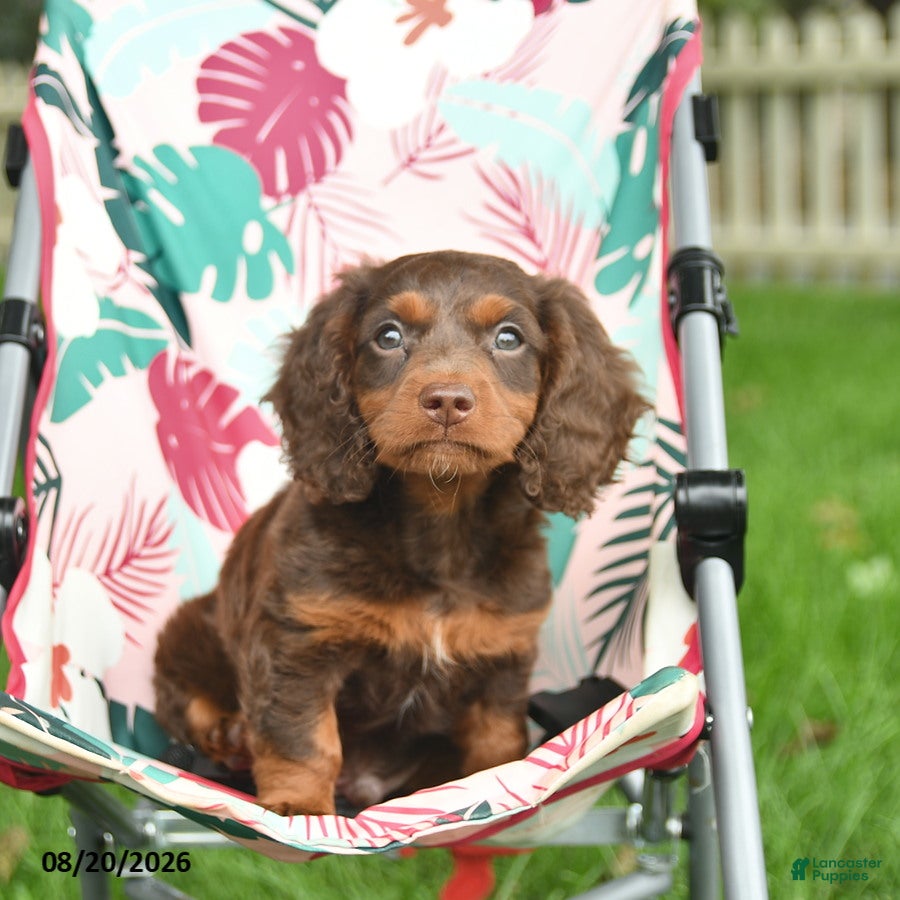 Doxiepoo dogs Joshua  - Ad 1