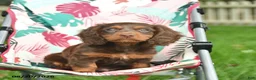 Doxiepoo dogs for sale: Joshua  - Ad 1