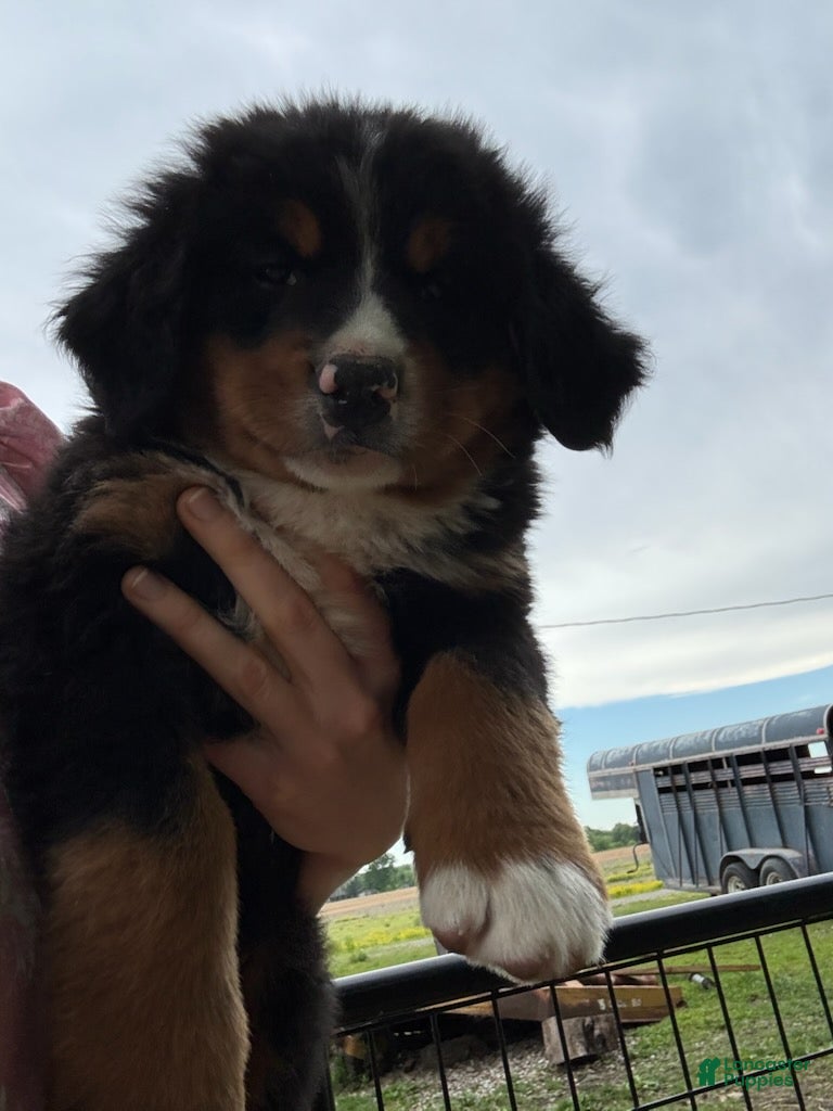 Bernese Mountain Dog dogs for sale: Belle - Ad 2