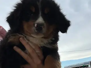 Bernese Mountain Dog dogs for sale: Belle - Ad 2