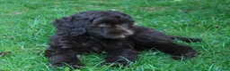 Labradoodle dogs for sale: Orion - Ad 5