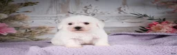 Bichon Frise dogs for sale: AKC-Ricky - Ad 6