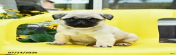 Pug dogs for sale: Spud  - Ad 4