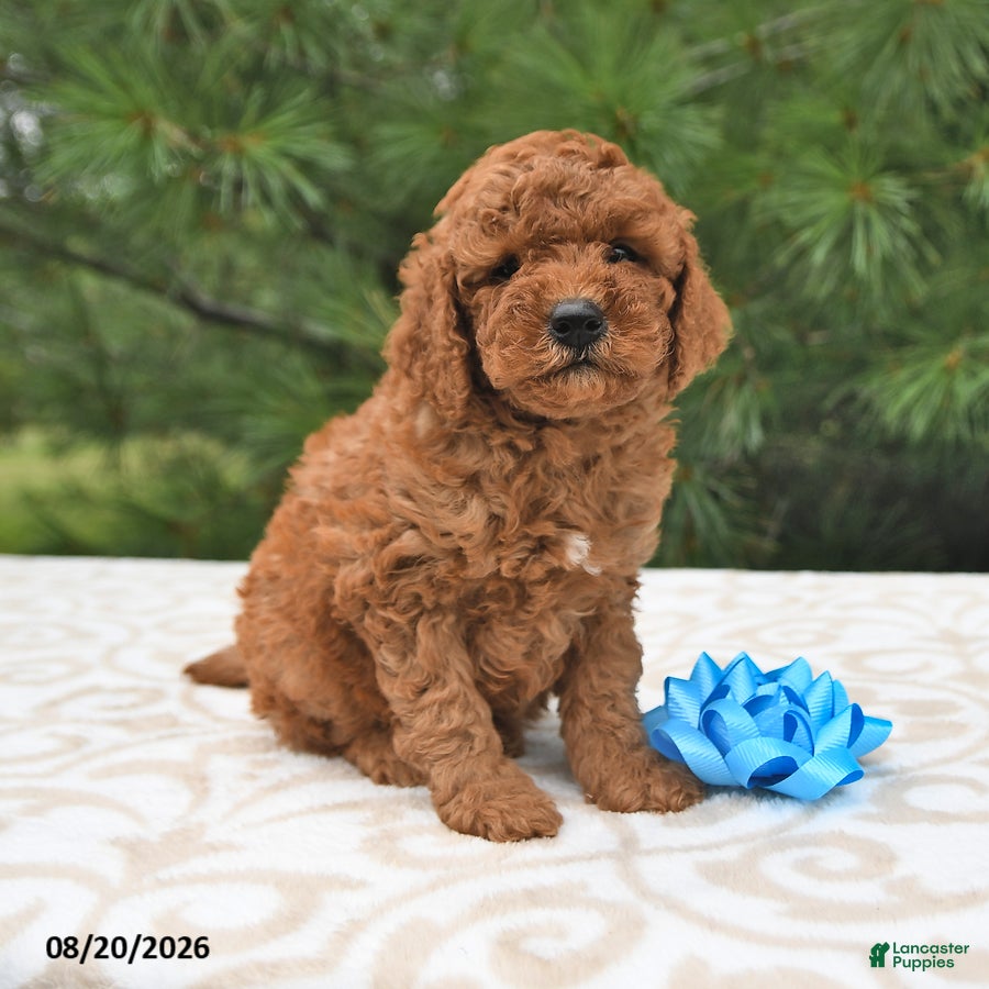 Mini Goldendoodle dogs Teddy - Ad 1