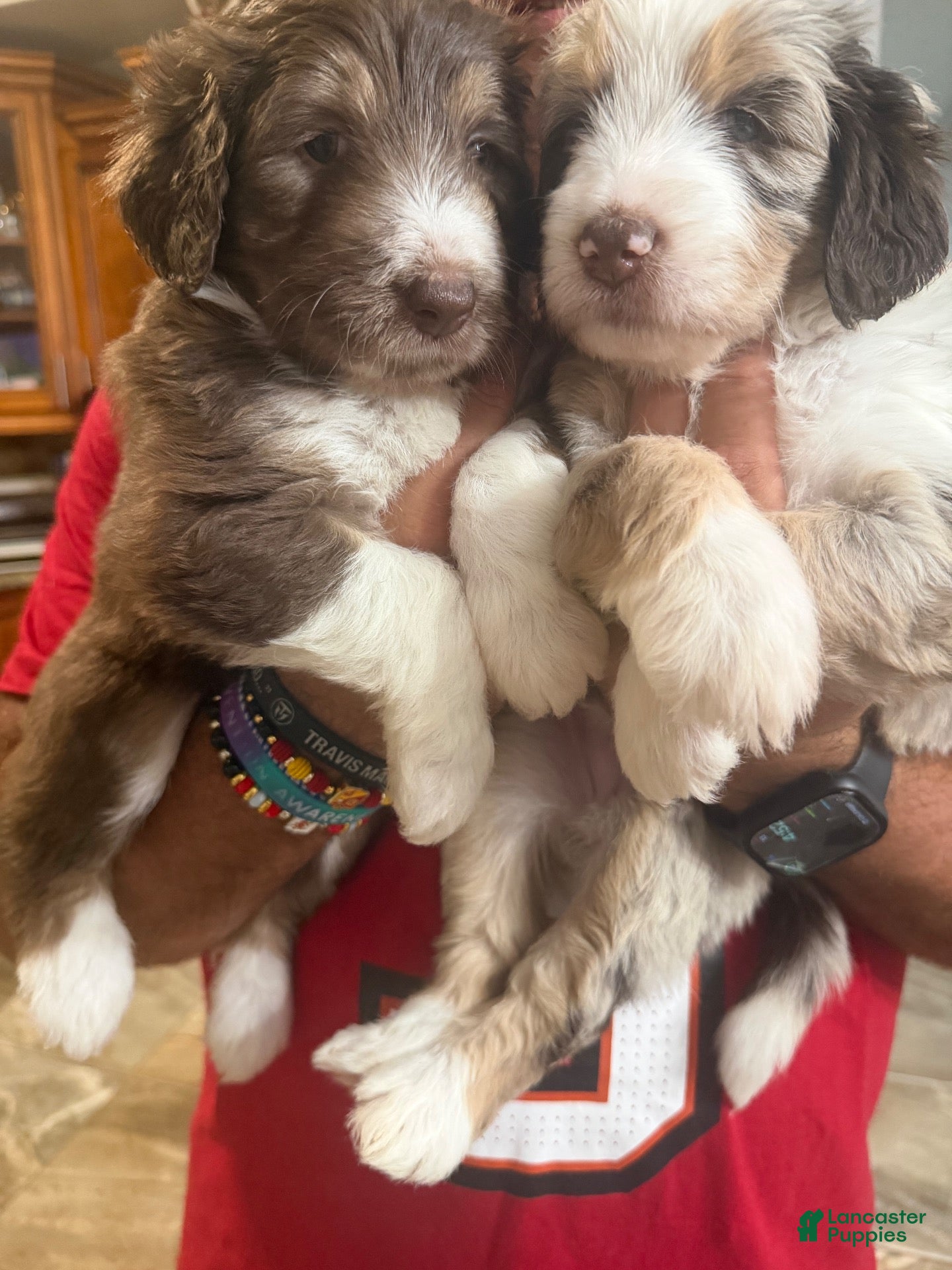 Aussiedoodle dogs Aussiedoodle 4 - Ad 1