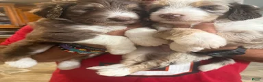 Aussiedoodle 4