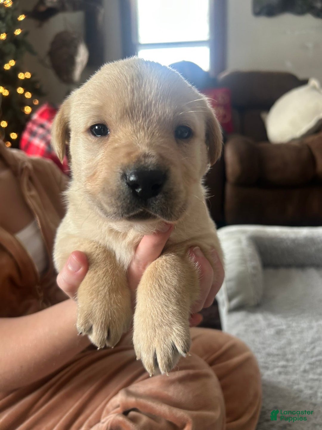 Labrador Retriever dogs for sale: Labrador Retriever Puppy 3 - Ad 2