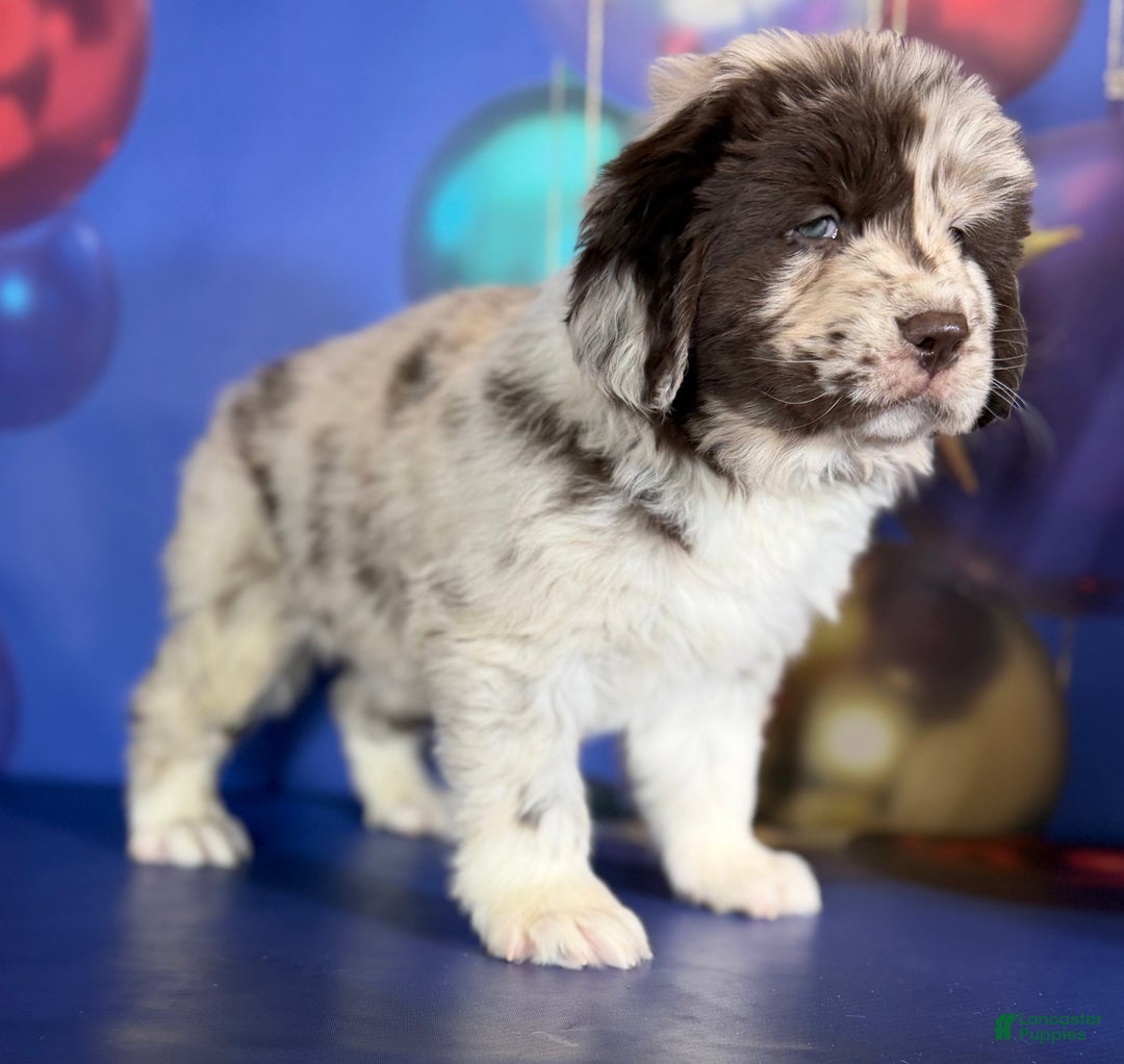 Mixed Breed dogs for sale: Sterling OFA DNA  - Ad 15