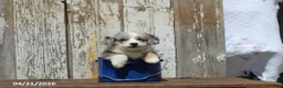 Corgipoo dogs for sale: Thomas - Ad 8