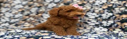 Cockapoo dogs for sale: Rain - Ad 8