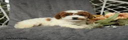 Goldendoodle dogs for sale: Genevive - Ad 4