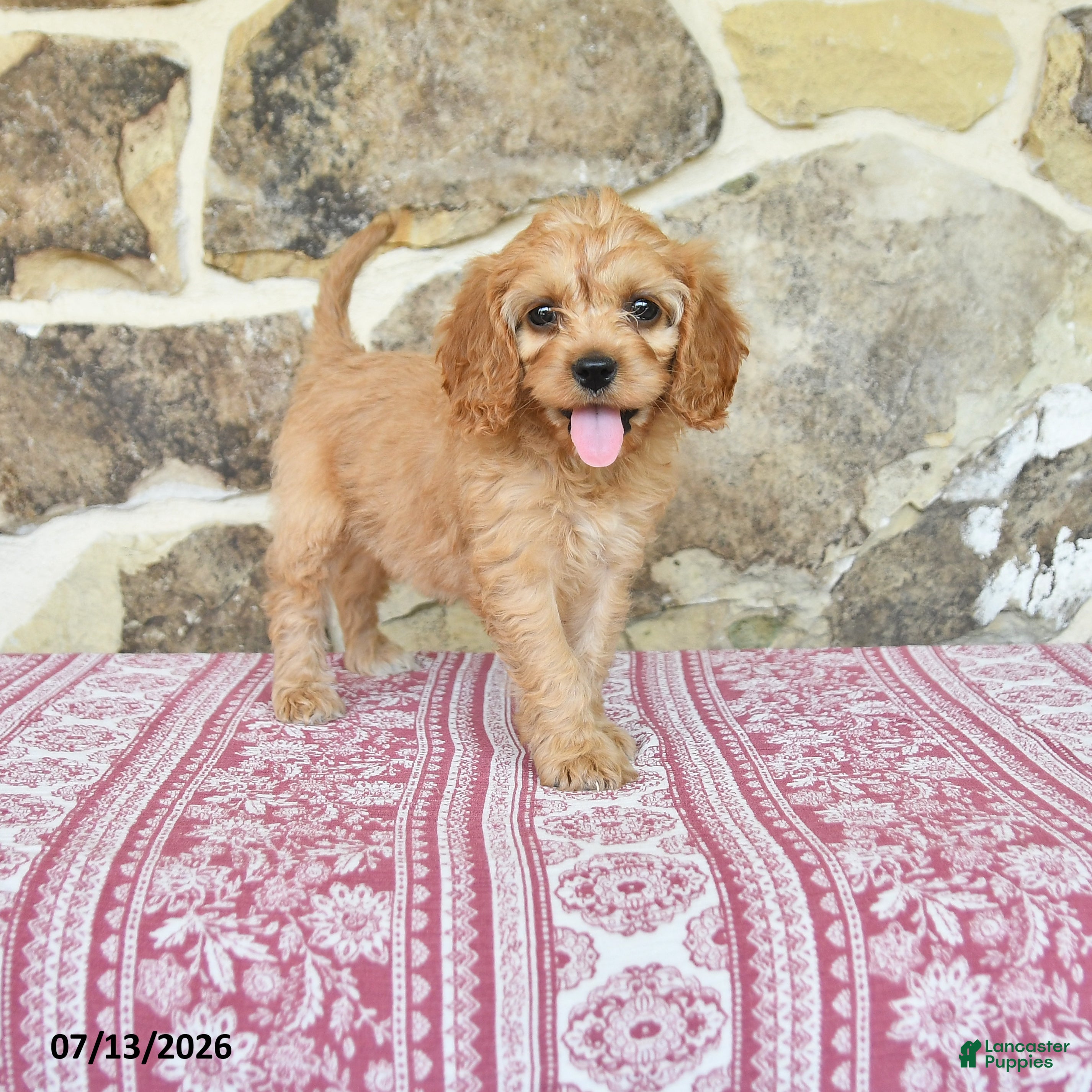 Cavapoo dogs for sale: Myla - Ad 2