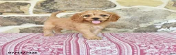 Cavapoo dogs for sale: Myla - Ad 1