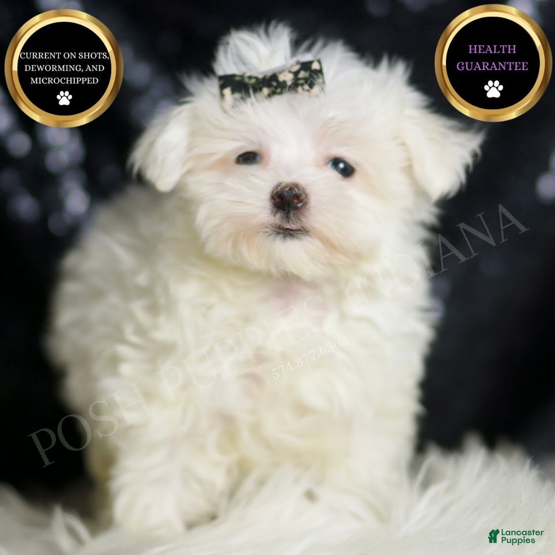 Maltese dogs Gwen - Ad 36