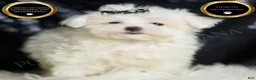 Maltese dogs for sale: Gwen - Ad 1