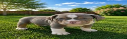 English Bulldog dogs for sale: Bobby - Ad 3