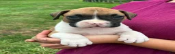 Boxer dogs for sale: Casey - Ad 5