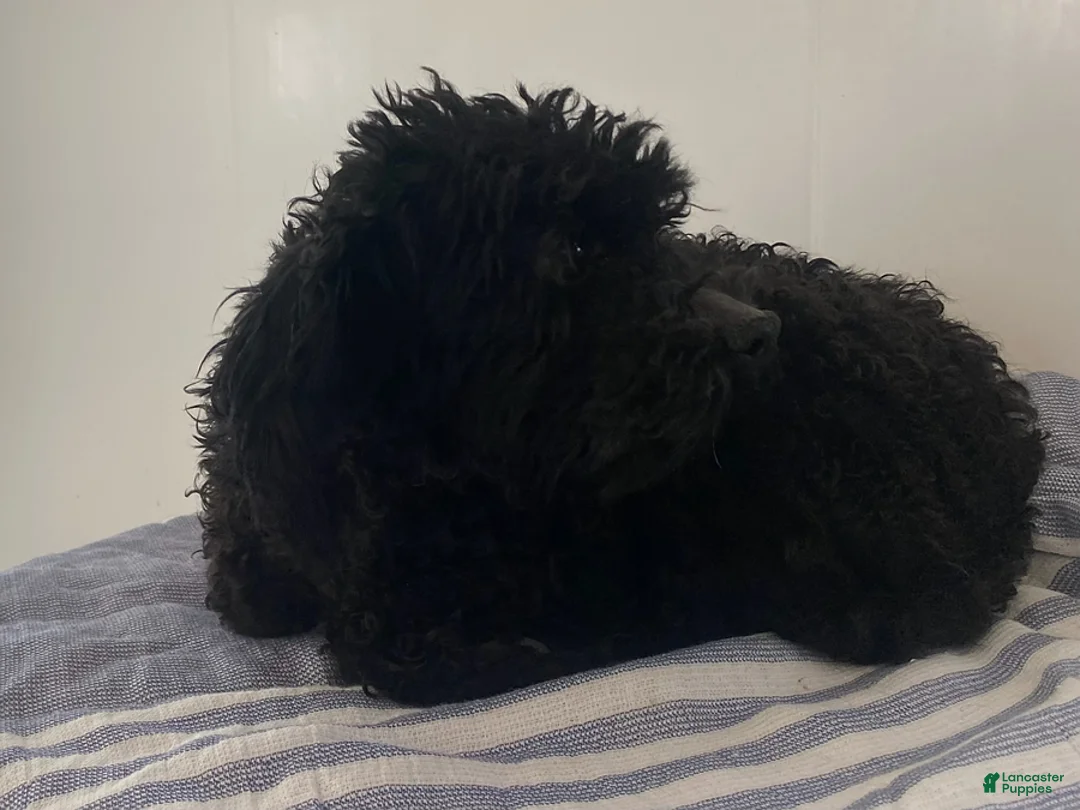 Toy Poodle dogs for sale: Hailey - Ad 12
