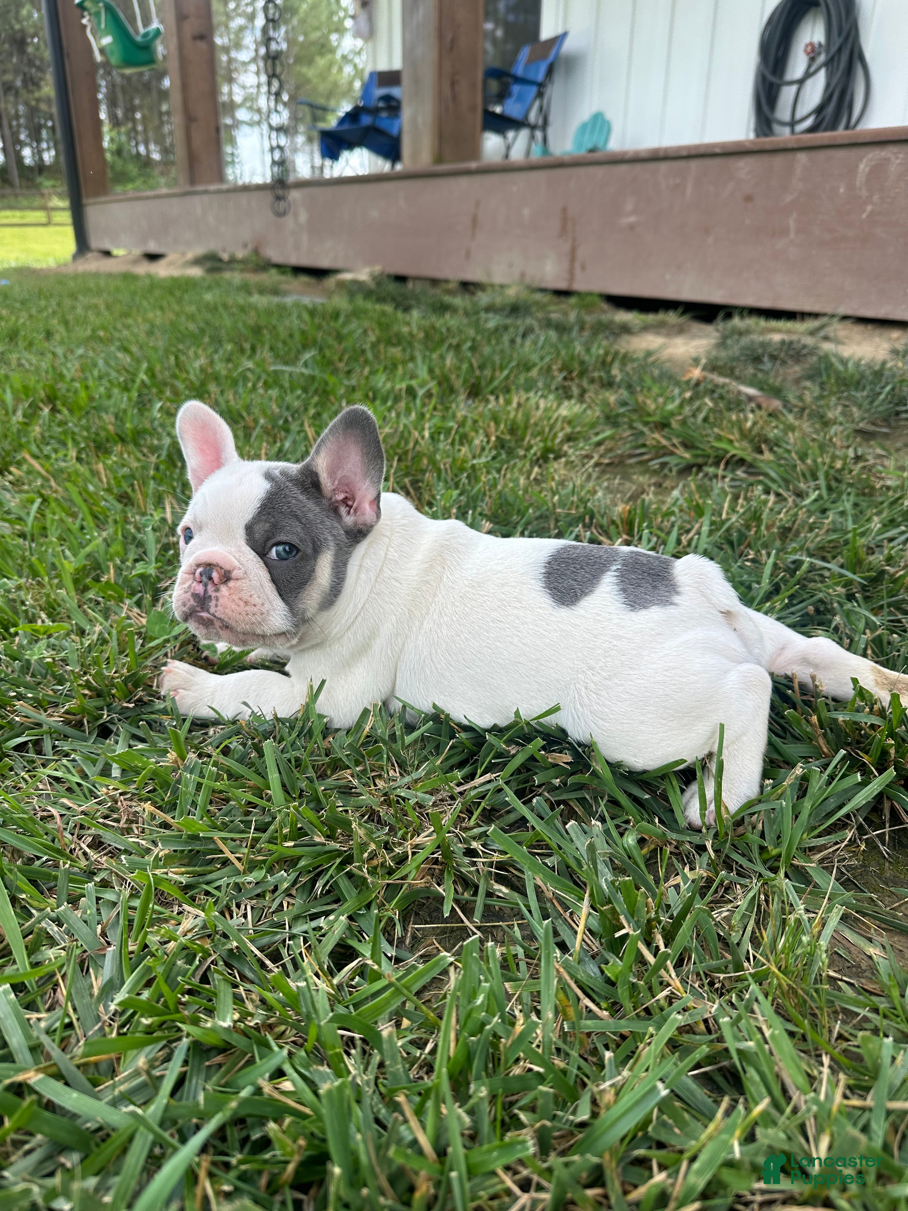 French Bulldog dogs Ron - Ad 2