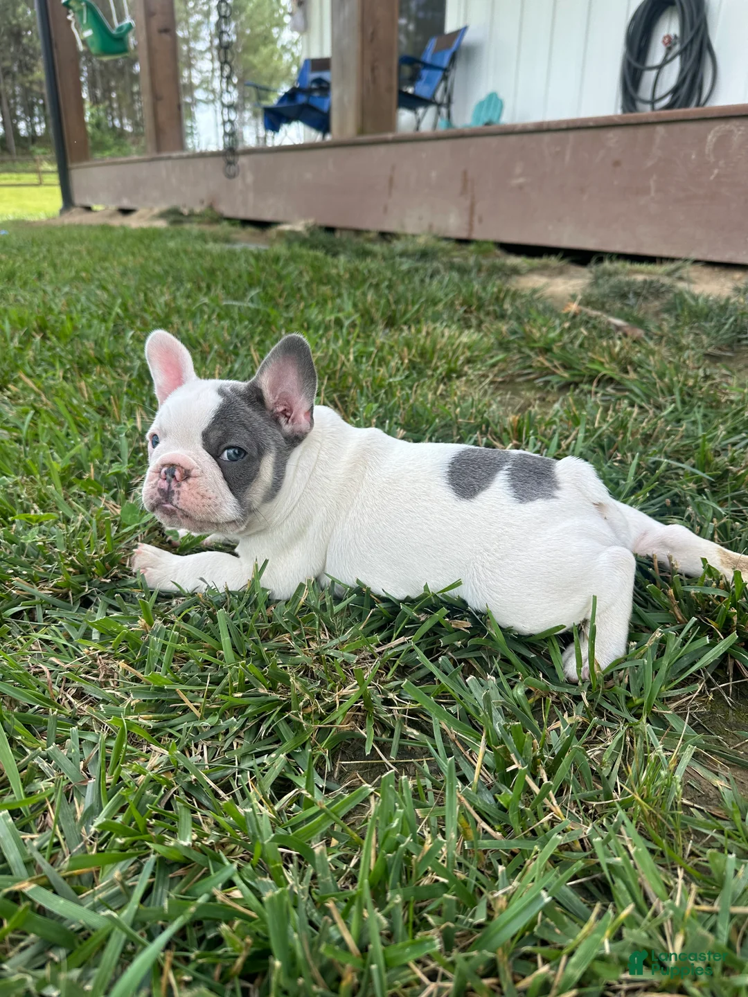 French Bulldog dogs for sale: Ron - Ad 2