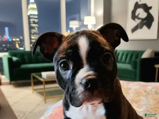 Boston Terrier dogs Bear - Ad 10