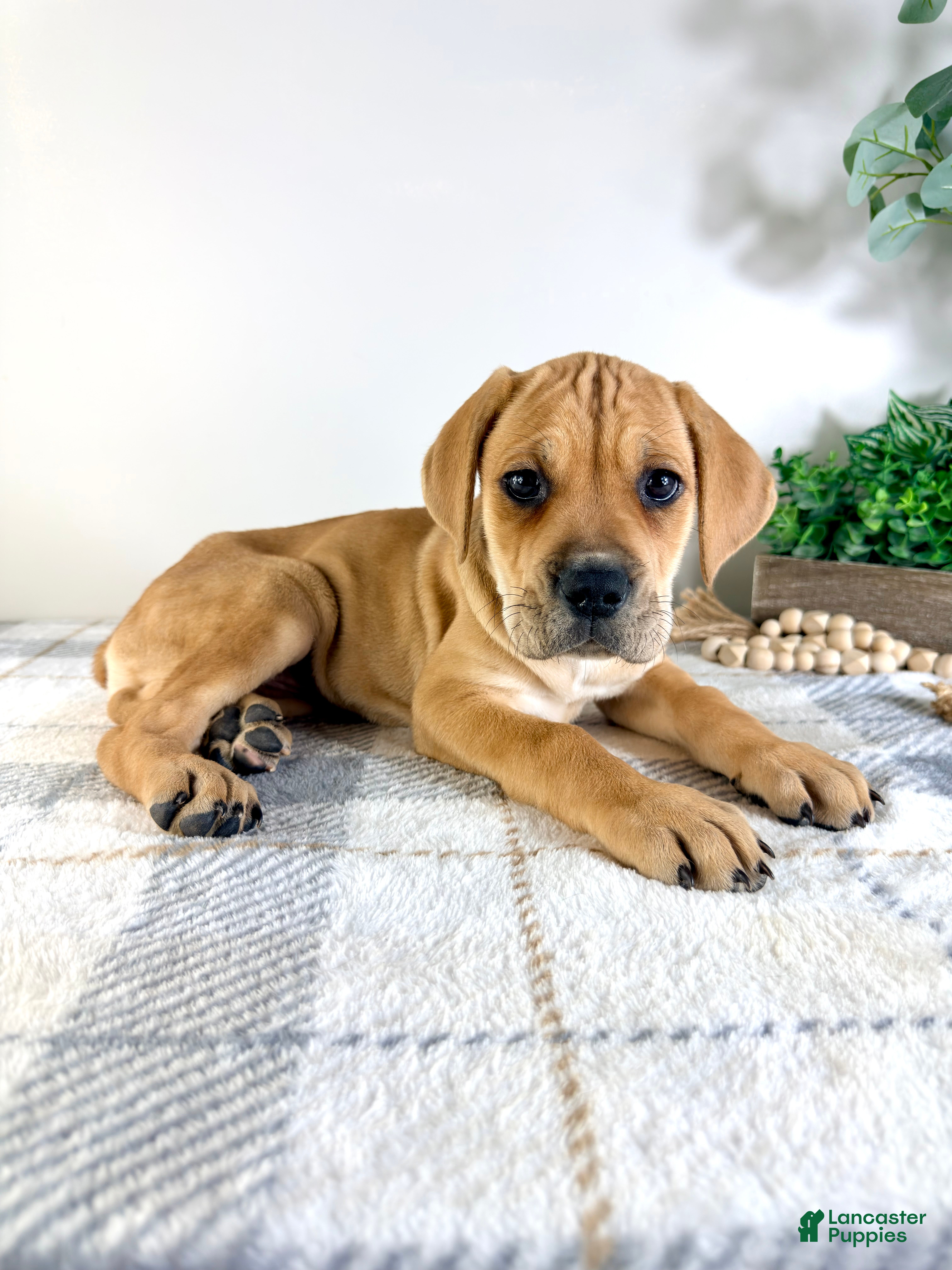 Cane Corso dogs Nova - Ad 25