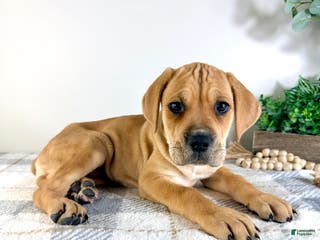 Cane Corso dogs Nova - Ad 14