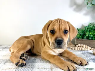 Cane Corso dogs Nova - Ad 39