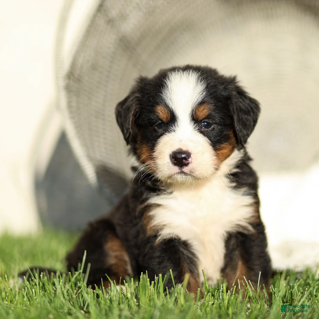 Bernese Mountain Dog dogs for sale: Jasmine Bernese Mountain Dog  - Ad 1