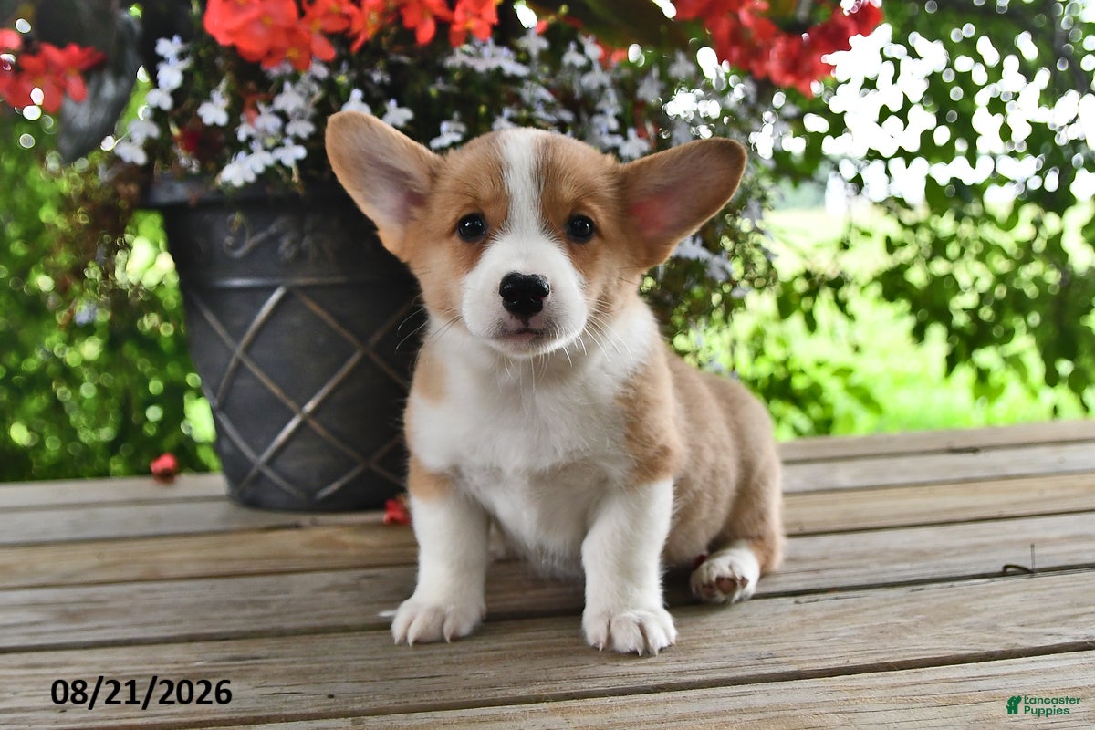 Welsh Corgi Pembroke dogs Ace - Ad 2