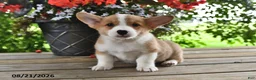 Welsh Corgi Pembroke dogs for sale: Ace - Ad 2