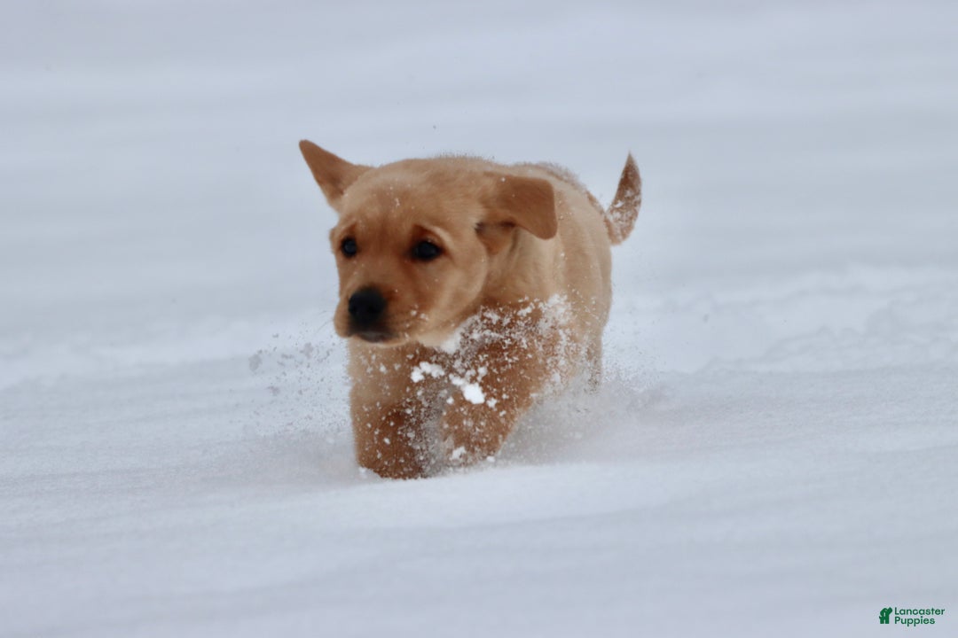 Goldador dogs for sale: Honeycomb - Ad 3