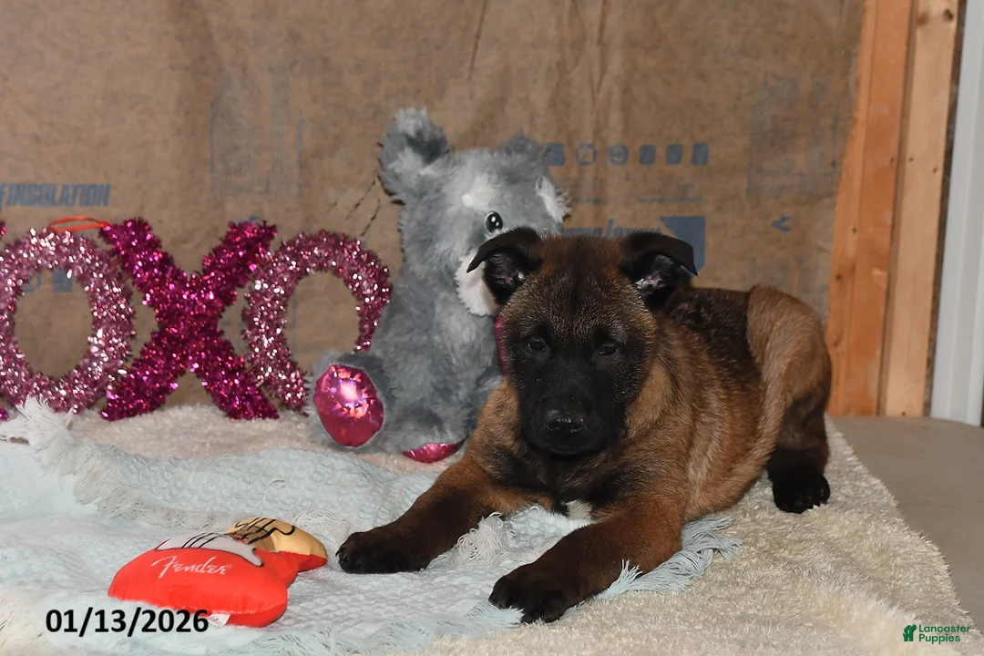 Belgian Malinois dogs for sale: Lucky - Ad 4