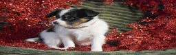 Papillon dogs for sale: Bison - Ad 5