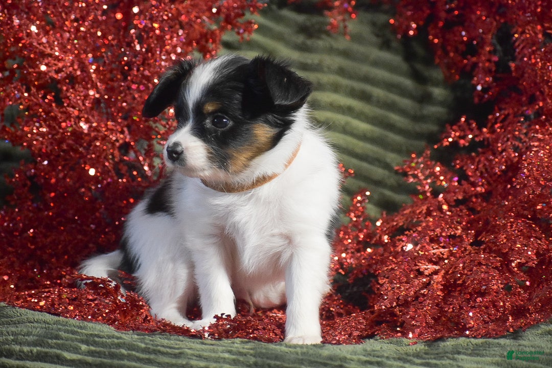 Papillon dogs for sale: Bison - Ad 5