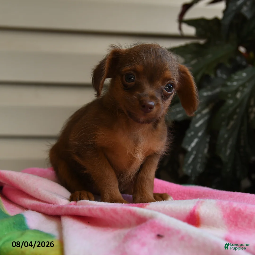 Mixed Breed dogs for sale: Arthur - Ad 1