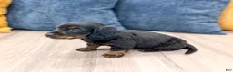 Miniature Dachshund dogs for sale: Jill - Ad 4