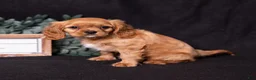 Cavalier King Charles Spaniel dogs for sale: Zephyr - Ad 3