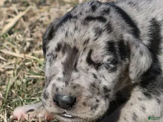 Great Dane dogs Scooby - Ad 10