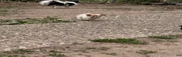 Chihuahua dogs for sale: Chihuahua Puppy 1 - Ad 2
