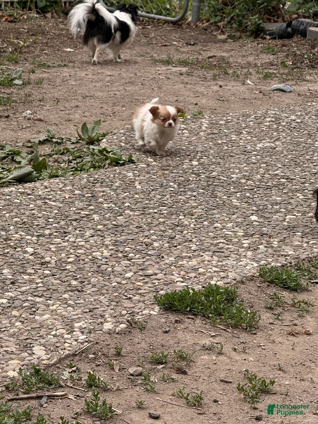 Chihuahua dogs for sale: Chihuahua Puppy 1 - Ad 2