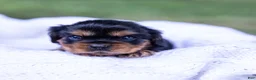 Cavalier King Charles Spaniel dogs for sale: Spanky - Ad 14